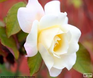 пазл Белая розы